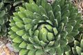 Agave victoria reginae